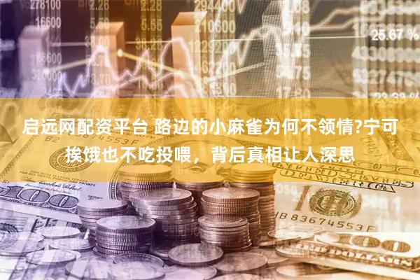 启远网配资平台 路边的小麻雀为何不领情?宁可挨饿也不吃投喂，背后真相让人深思