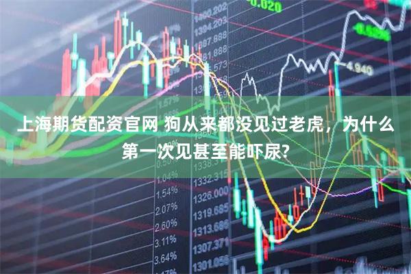 上海期货配资官网 狗从来都没见过老虎,为什么第一次见甚至能吓尿?